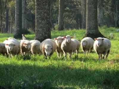 03 07 mar dia da mulher alta floresta 3