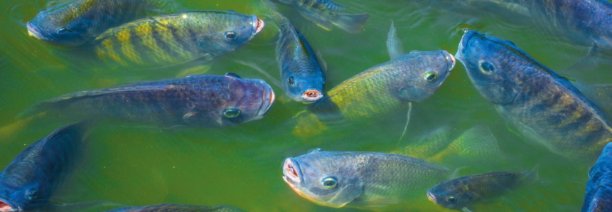 Consolidada, piscicultura do PR mira mercado externo