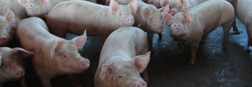 Valor global da exportação de carne suína bateu recorde em 2017