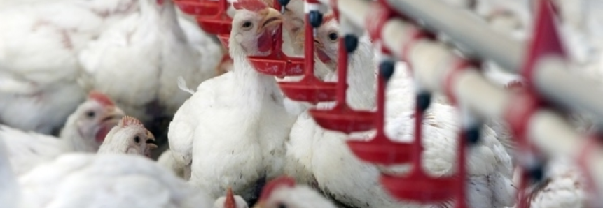 Fazenda usa WhatsApp para vender ovos de galinha caipira
