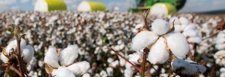 Desenvolvimento do algodão é satisfatório na 1ª quinzena de abril