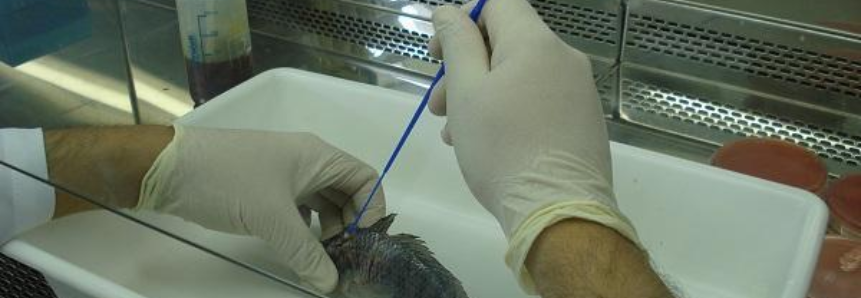 CNA evita desativação de laboratório de análises para animais aquáticos