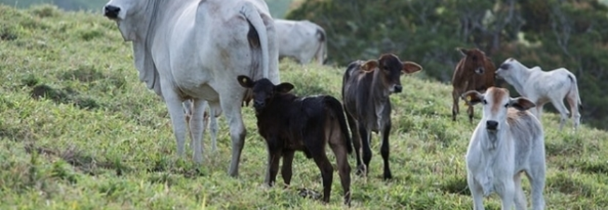 Campo Futuro levanta custos de produção da bovinocultura de corte em MT