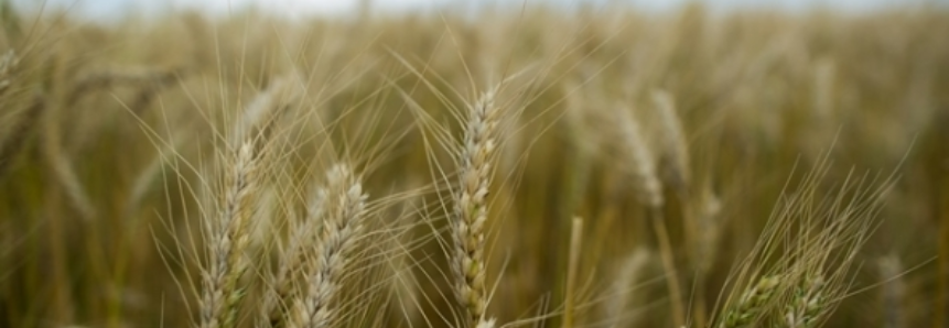 Trigo: Preço do grão e da farinha continuam em alta; farelo tem queda