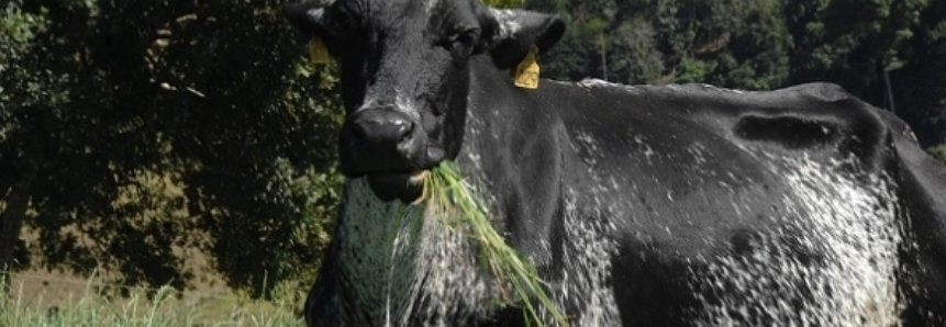 Santa Catarina amplia exportações de carne bovina