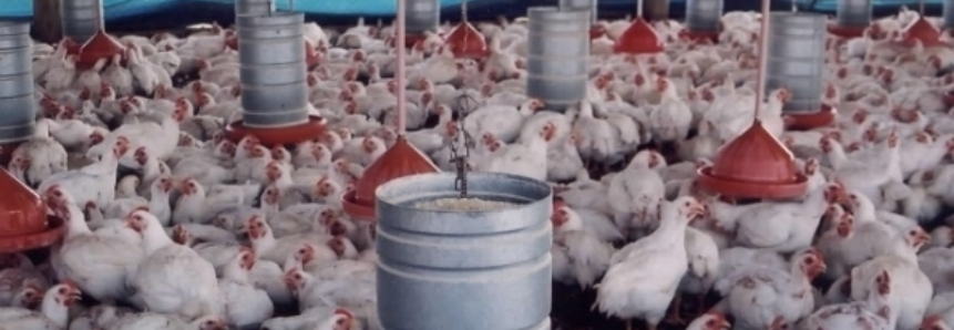 Carne de frango será a mais consumida no mundo em 2 anos