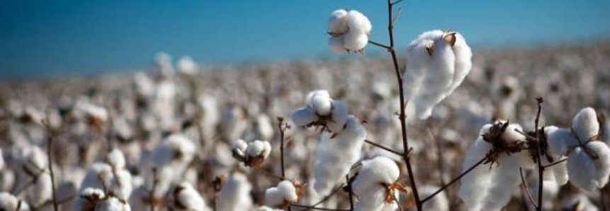 Demanda chinesa para importação deve sustentar preços do algodão em 2019