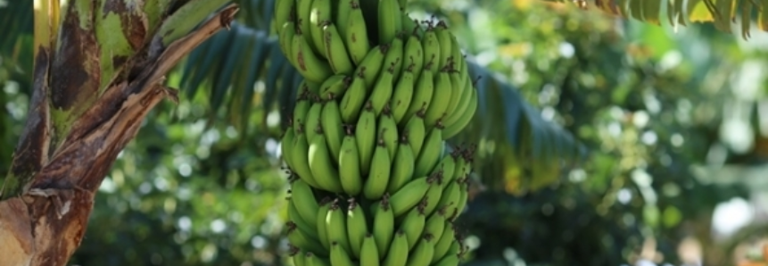 Banana: Nanica tem alta de 34% na Bahia