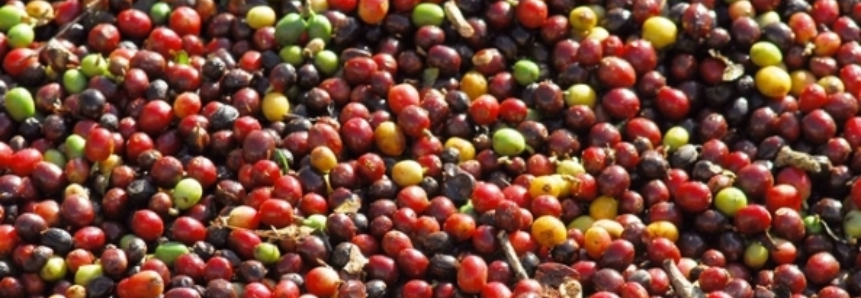 Rondônia deve colher 4 milhões de sacas de café clonal até 2019