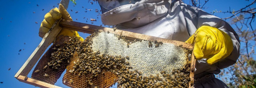 Senar oferece curso com técnicas de manejo avançado para a apicultura