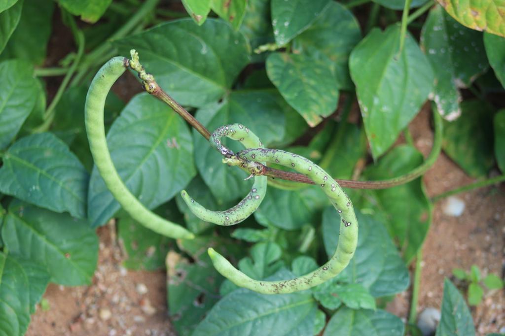 Saiba como se prevenir contra as pragas do feijão | Confederação da  Agricultura e Pecuária do Brasil (CNA)