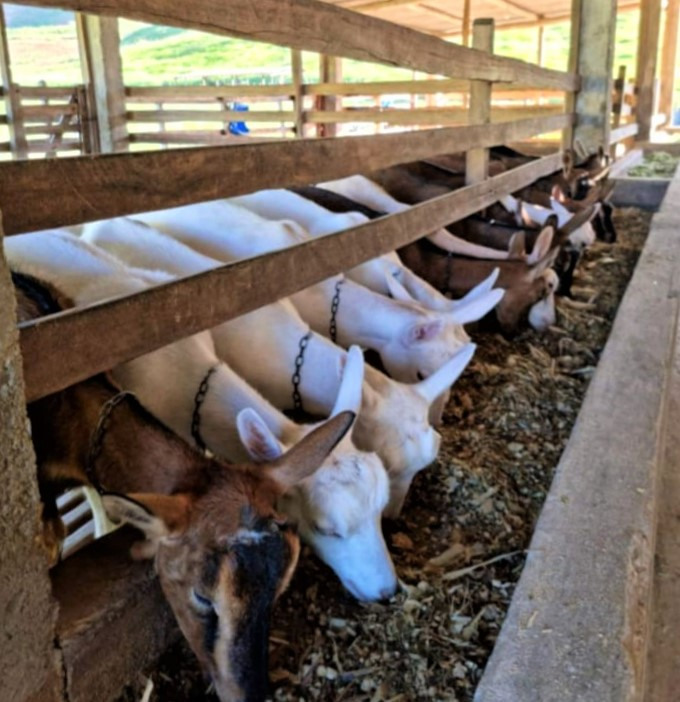 Com ATeG Agroindústria, produtora de leite de cabra expande negócio - SENAR MINAS