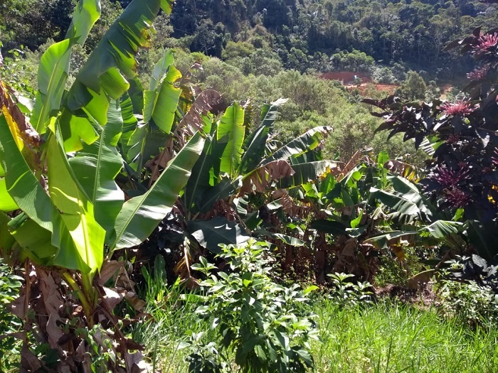A produção de bananas servirá para a fabricação de compotas e doces