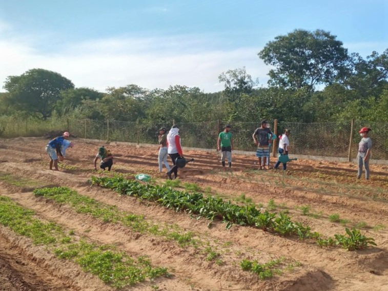 Horta comunitária é oportunidade para gerar renda no Norte de Minas - SENAR MINAS
