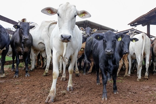 Governo publica regras para transferir gestão da rastreabilidade de bovinos à CNA | Confederação da Agricultura e Pecuária do Brasil (CNA)