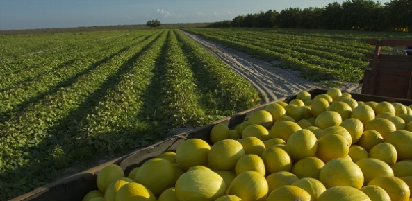 Resultado de imagem para fotos fruticulturas de melão