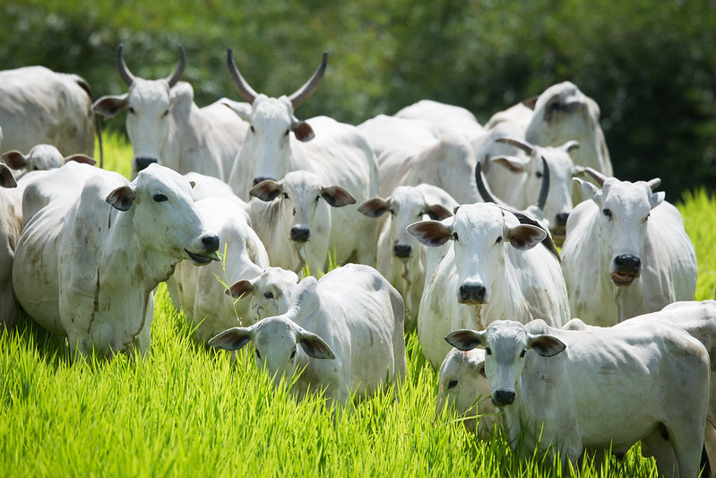 CNA diz que decisão da OIE permitirá conquista de novos mercados para a carne brasileira