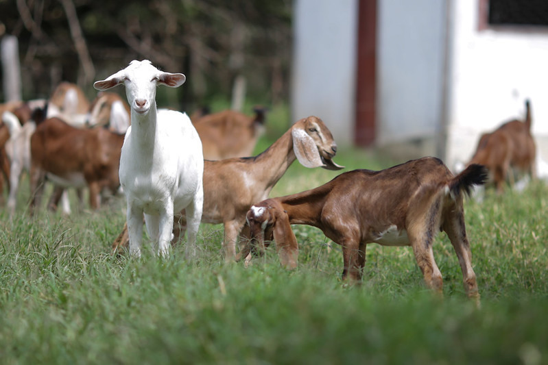 CNA discute Selo Arte para produtos da ovinocaprinocultura