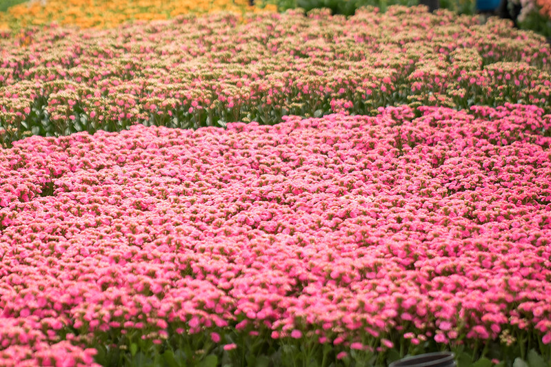 CNA debate mercado de flores e projeção para safra de laranja