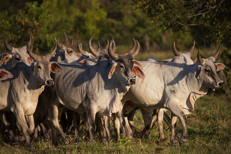 Comissão de Pecuária de Corte da CNA debate reforma tributária e protocolo de monitoramento bovino