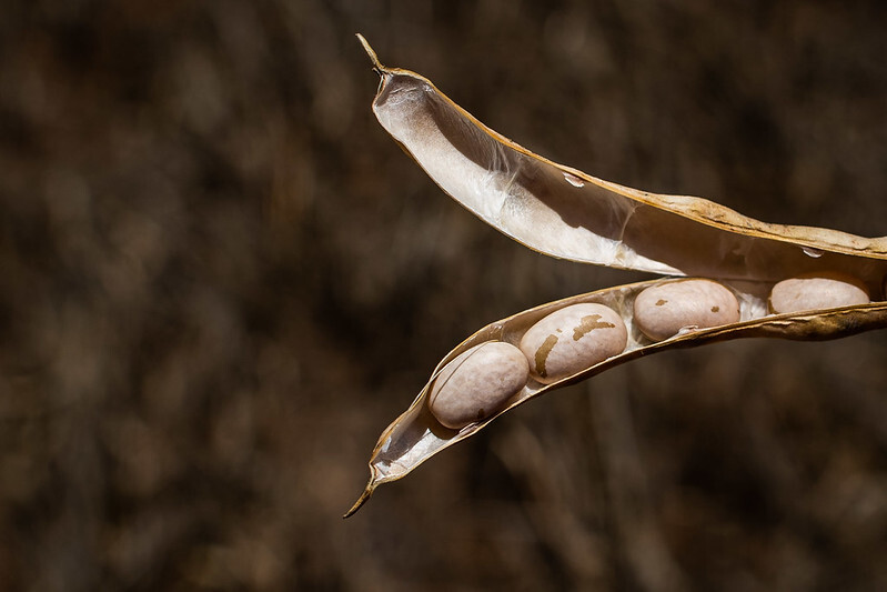 Mercado do feijão encerra outubro com ritmo lento e ajustes de preços