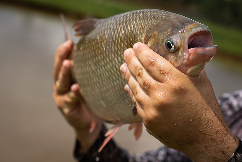 Semana do Pescado incentiva consumo em todo o País