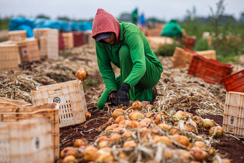 Comissão da Câmara aprova proposta que permite trabalhador safrista receber Bolsa Família