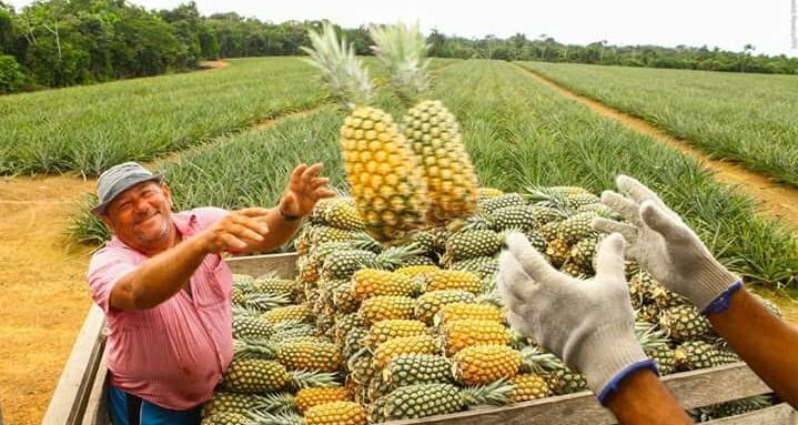 O abacaxi mais doce do Brasil: Novo Remanso recebe Indicação Geográfica como centro de produção de abacaxi
