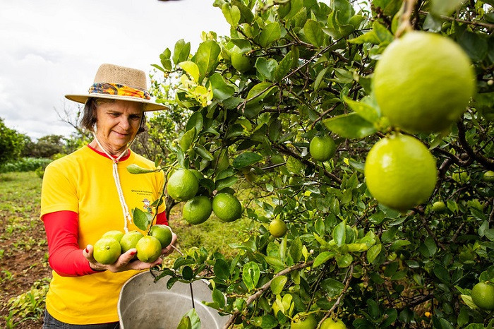 Agro Br fruticultura