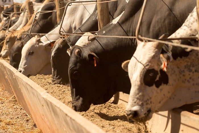 A alimentação do gado leva em consideração questões nutricionais e também econômicos. Dependendo do valor do insumo (milho, caroço de algodão, farelo de soja ) é feita uma análise para viabilizar a dieta dos animais.