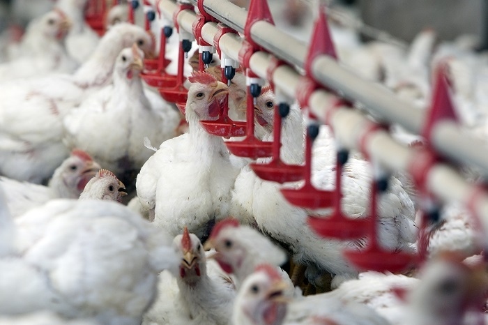 Comissão de Aves e Suínos da CNA define ações para 2020