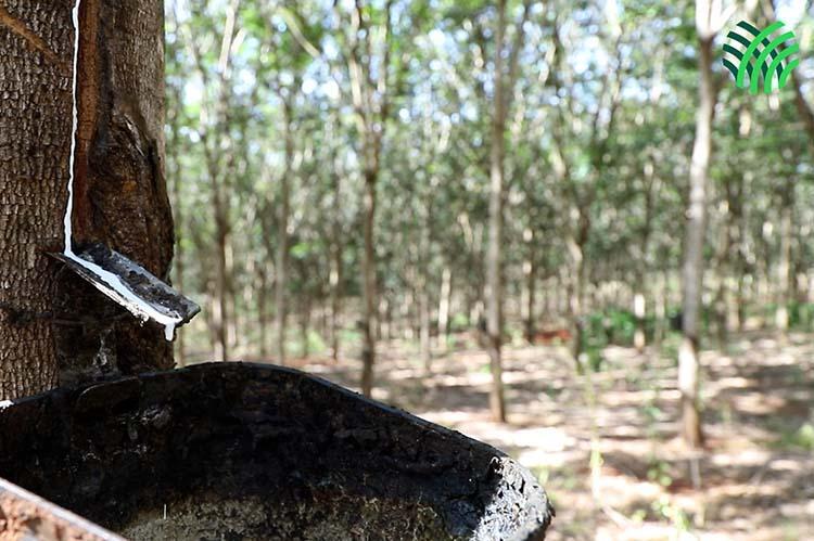 Com atendimento do Senar/MS, produção de látex salta de quatro para sete quilos por árvore
