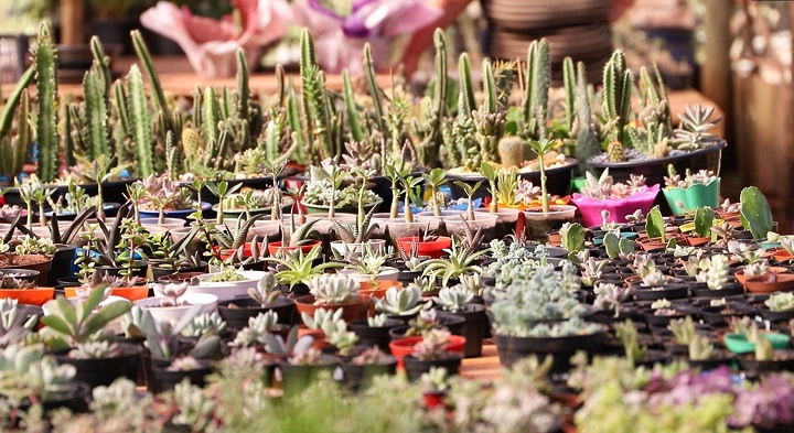 Do hobby ao lucro: rosas do deserto, cactos e suculentas viram fonte de renda para família de Costa Rica