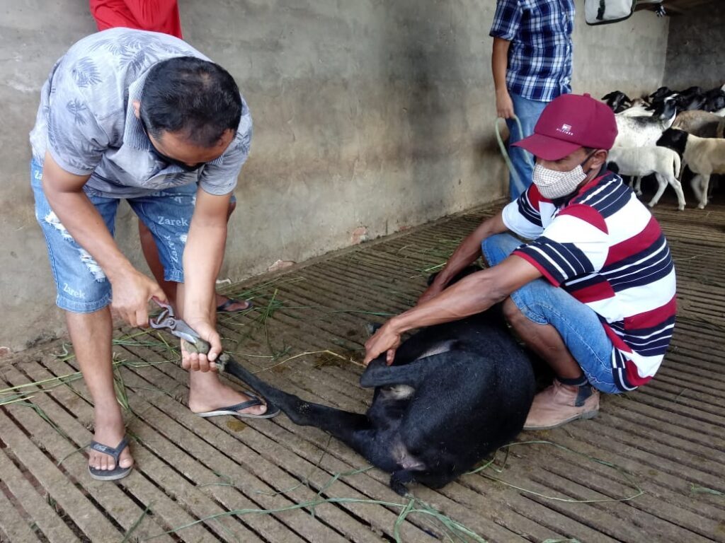 CASQUEAMENTO2 1024x768