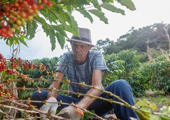Estimativa para a colheita da safra 2022/2023 é de 150 sacas de café