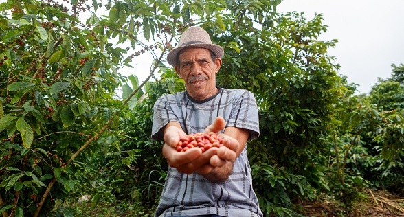 Seu Anísio se alegra com a alta da produtividade e do lucro da sua plantação