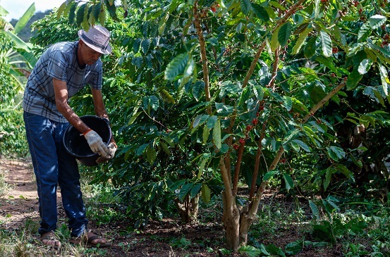 Adubação correta do cafezal feita com orientação da assistência técnica