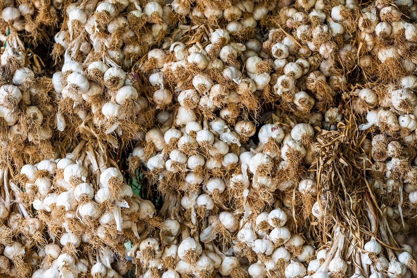 CNA destaca importância da renovação do direito antidumping do alho