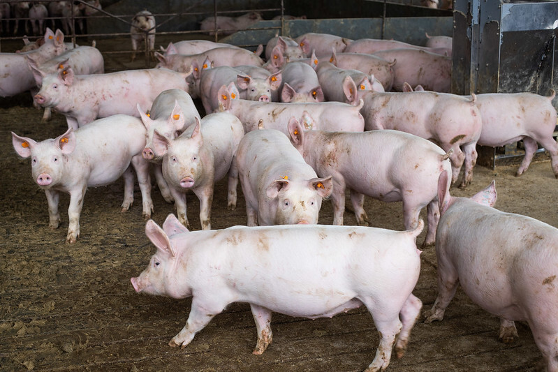 CNA discute situação da peste suína clássica