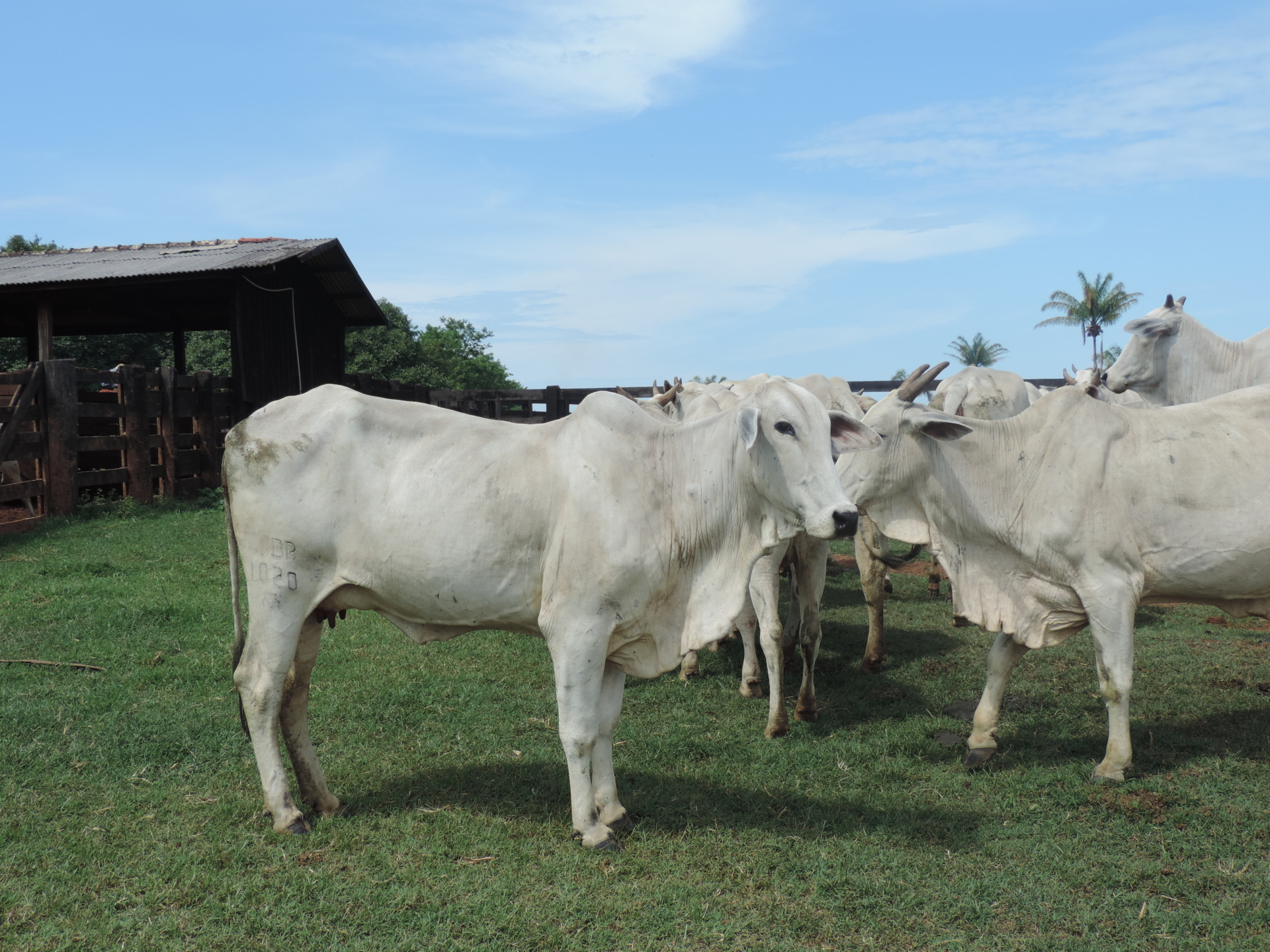 Famato se posiciona contra veto ao projeto que corrige distorções na cobrança do Fethab sobre abate de fêmeas bovinas