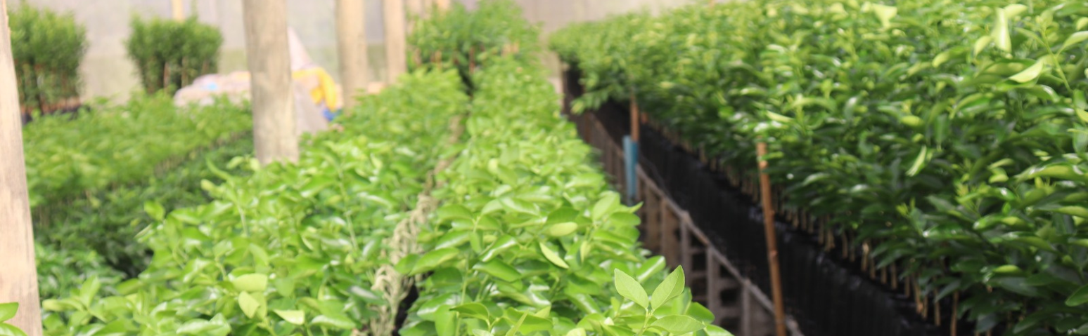 Mercado de mudas movimenta economia no interior