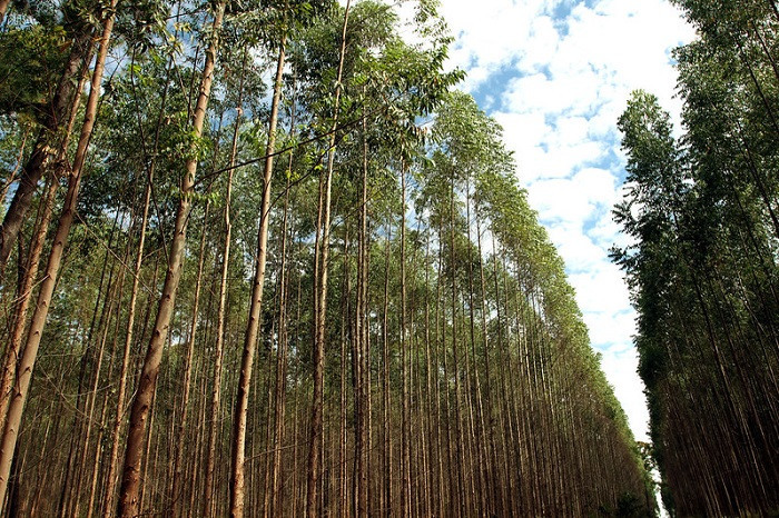 Floresta Plantada Wenderson Araujo