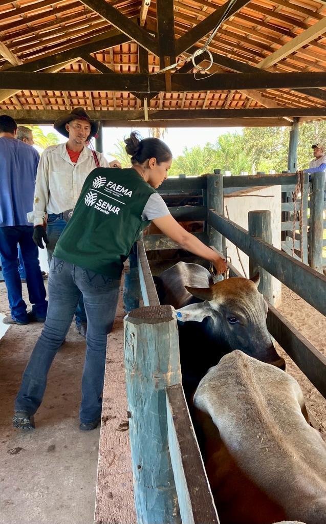 Maranhão inicia seu último período de vacinação obrigatória contra a febre aftosa