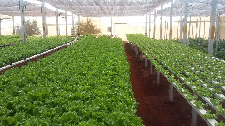 Com estrutura moderna e prática, hidroponia é opção para otimizar cultivo de hortaliças