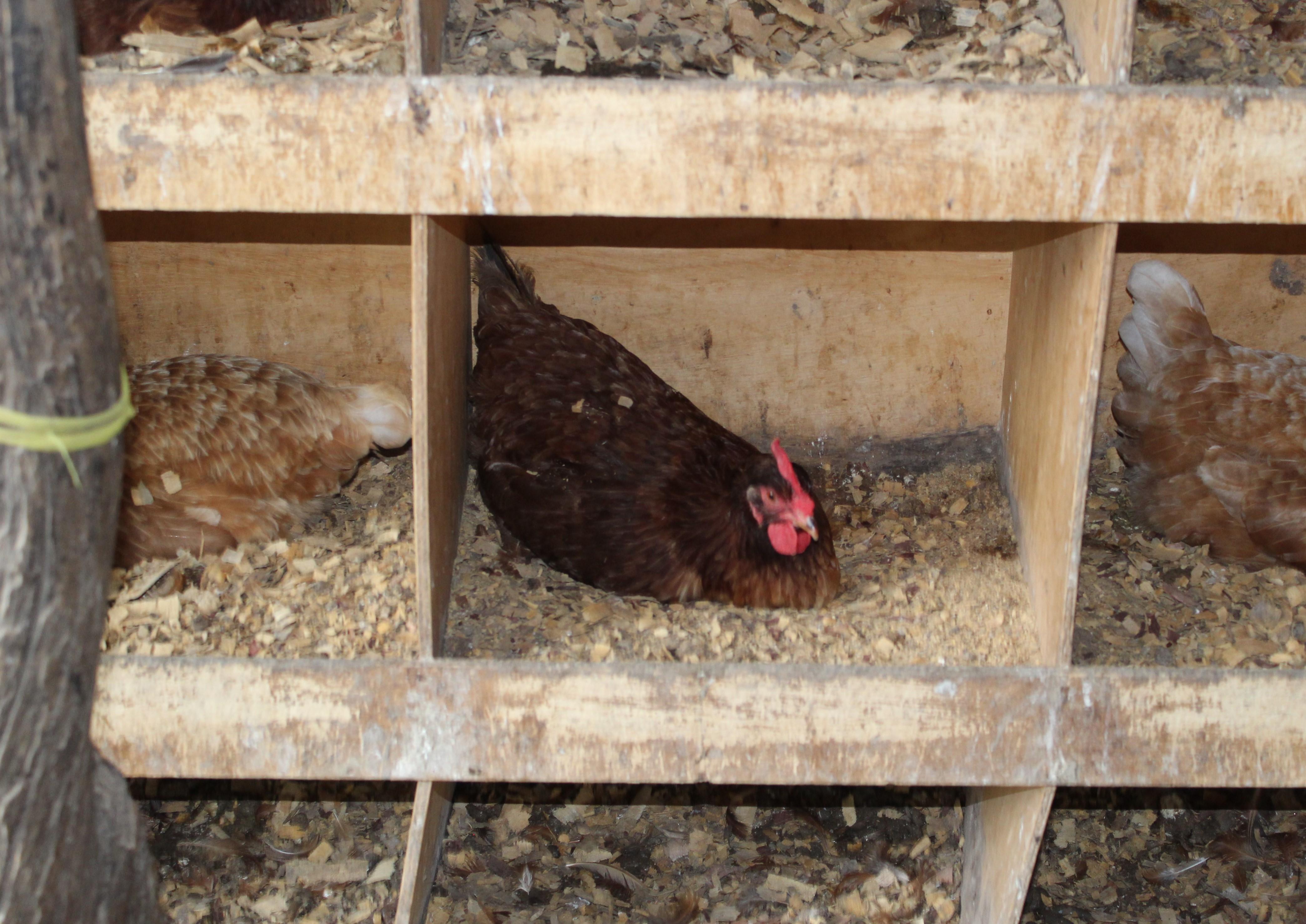 Técnico do Senar orienta avicultores sobre construção de cama de frango