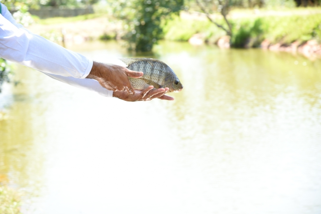 Mato Grosso do Sul lidera ranking de exportações de tilápia no 1º semestre de 2021