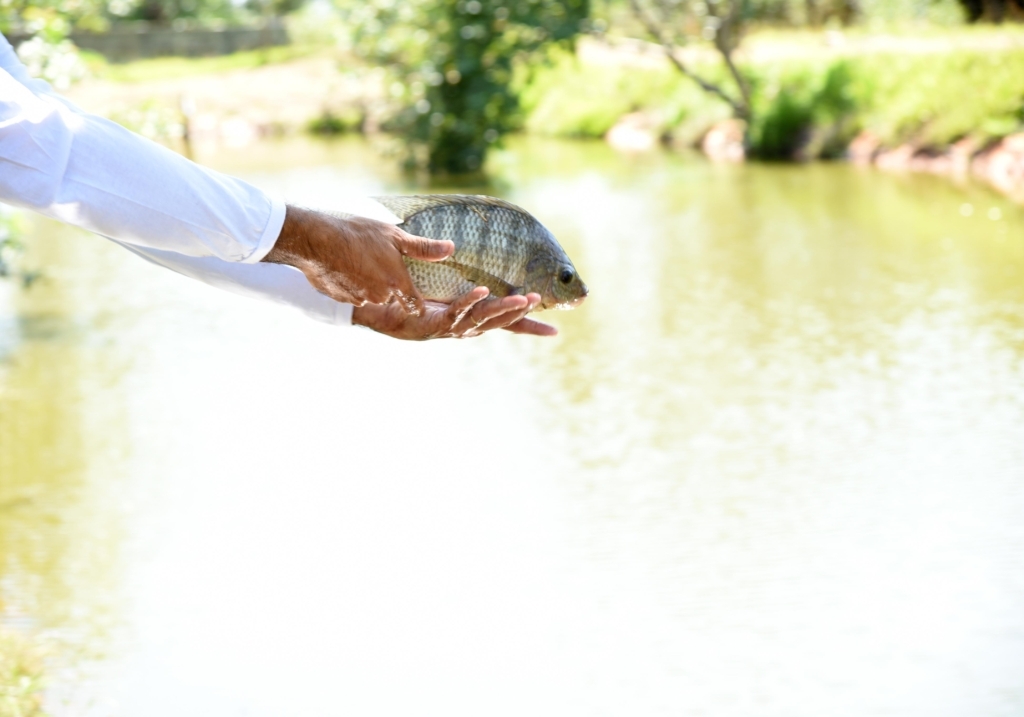 Exportações de peixes de MS crescem 37,72% em 2019