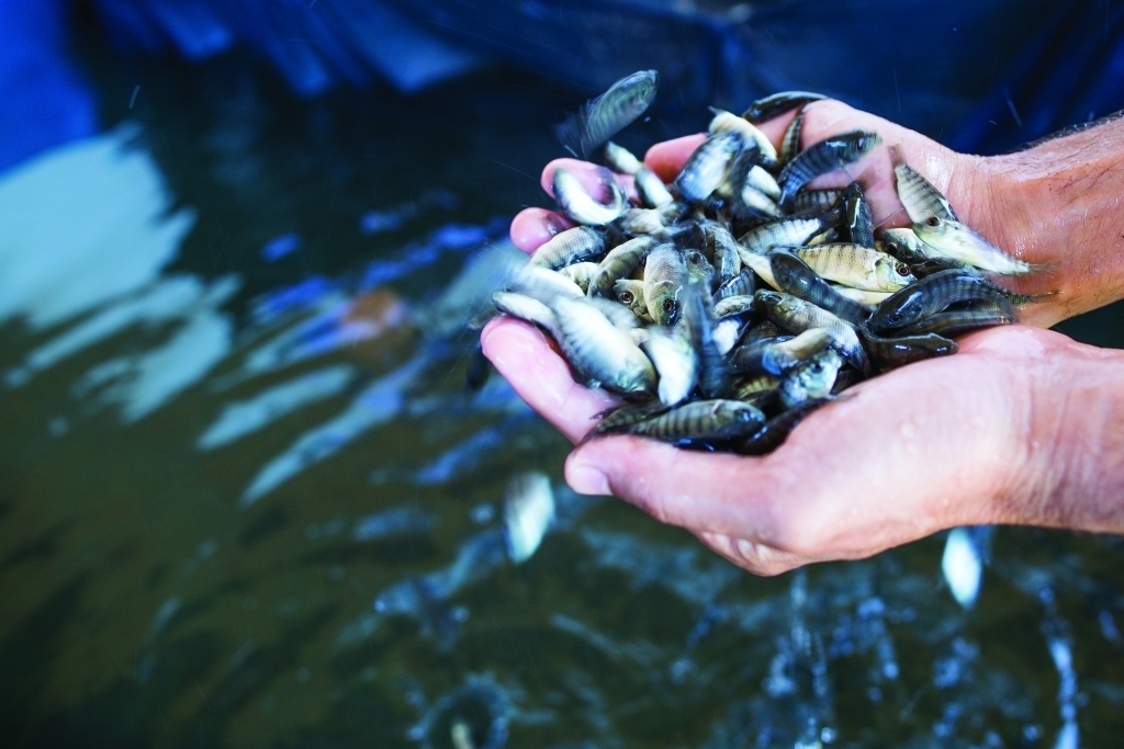 Campo Futuro levanta custos da aquicultura no Paraná | Confederação da  Agricultura e Pecuária do Brasil (CNA)