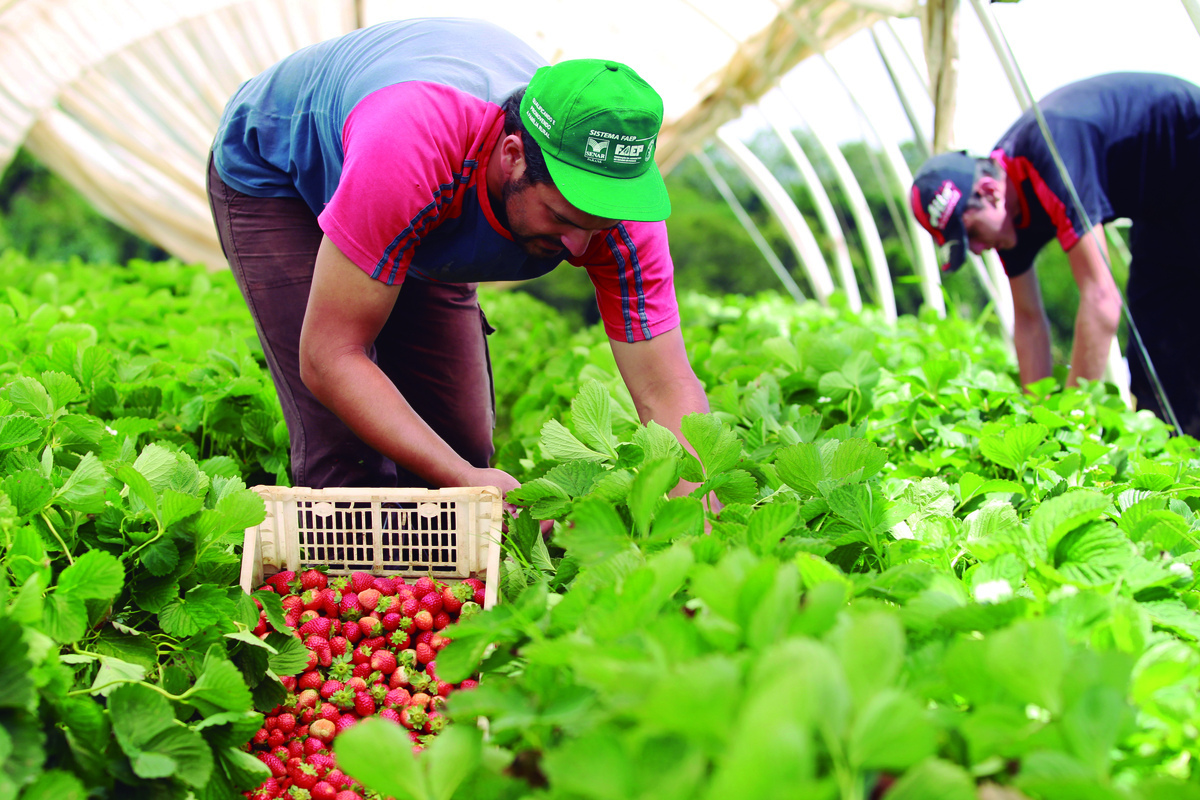 Produção orgânica requer certificação para garantir qualidade