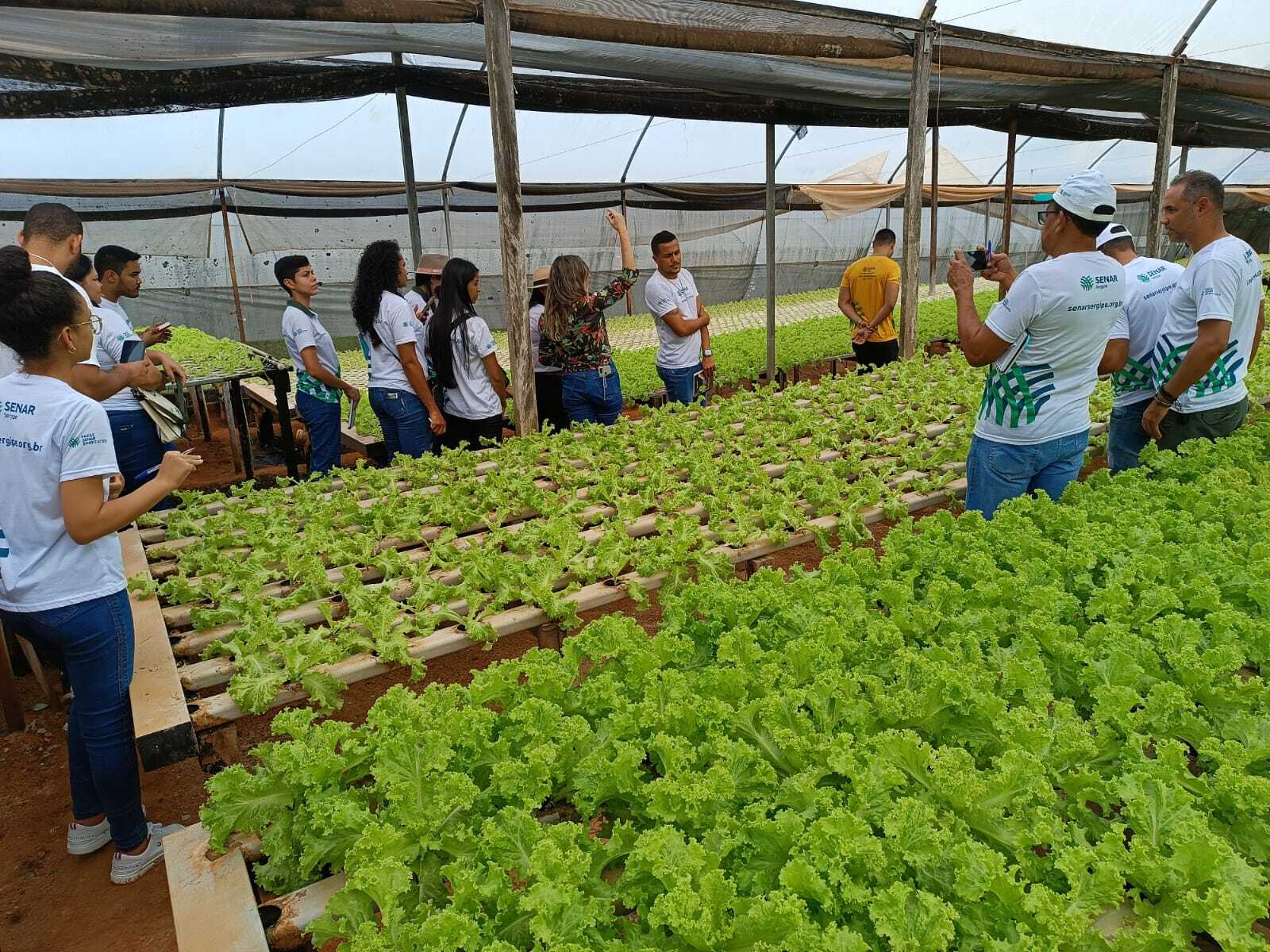 As turmas dos Polos de Carira e Tobias Barreto, do Curso Técnico em Agronegócio do Senar Sergipe, tiveram a oportunidade de conhecer e explorar a produção de hortaliças hidropônicas. 